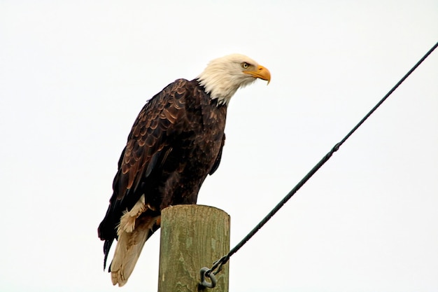 Low angle view of eagle perching on wooden post against clear sky