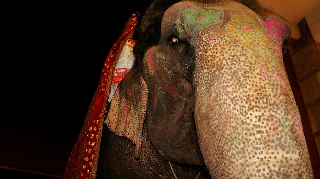 Low angle view of elephant at night