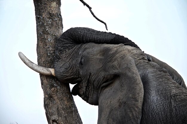 Foto vista a bassa angolazione di un elefante sull'albero contro il cielo