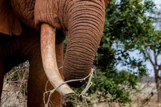 Photo low angle view of elephant