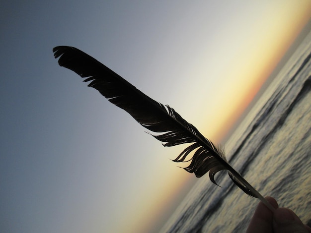 Photo low angle view of feather against sky during sunset