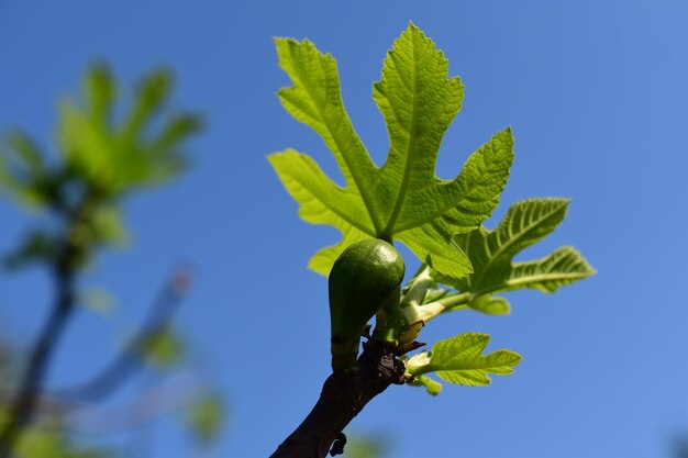 Foto vista a bassa angolazione dell'albero di fico contro un cielo blu limpido