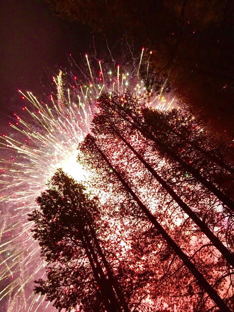 Photo low angle view of firework display over trees at night