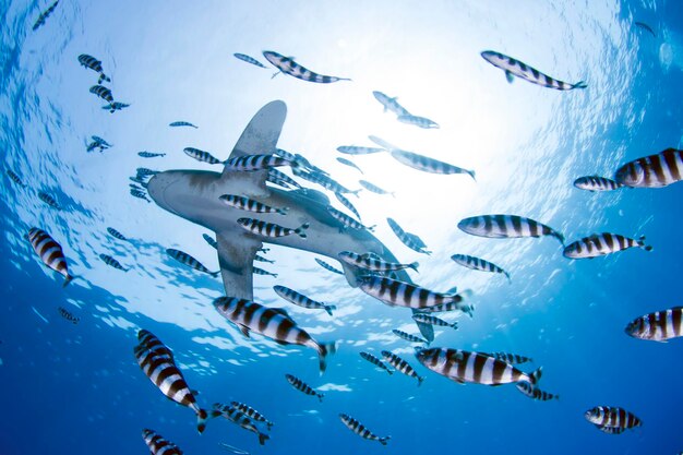 水族館で泳ぐ魚の低角度の視点