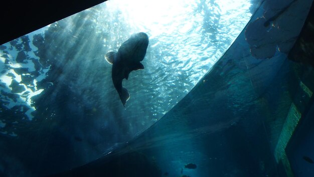 Low angle view of fish swimming in okinawa churaumi aquarium