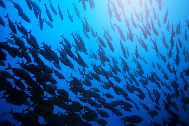 Low angle view of fish underwater