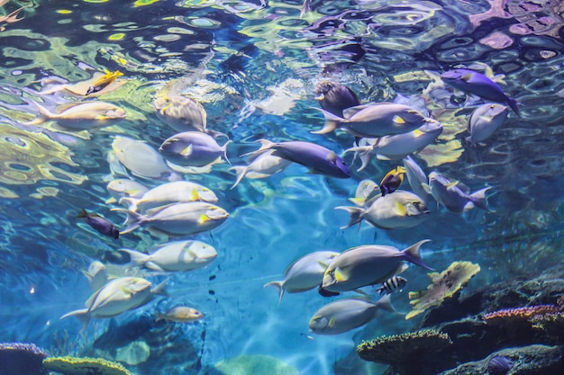 Low angle view of fishes swimming in tank