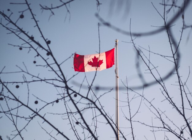low angle view of flag on bare tree against sky