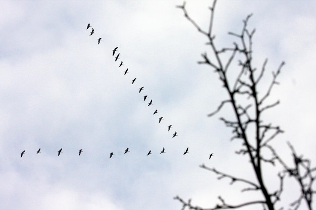 하늘 을 향해 날아다니는 새 들 의 무리가 낮은 각도 에서 볼 수 있다