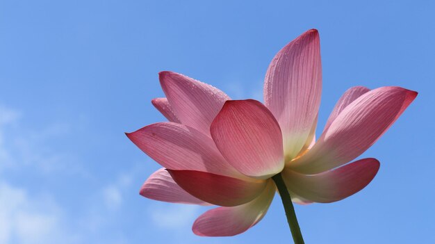 Low angle view of flower against blue sky