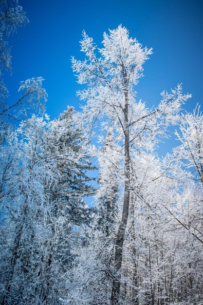 Low angle view of flower tree against blue sky