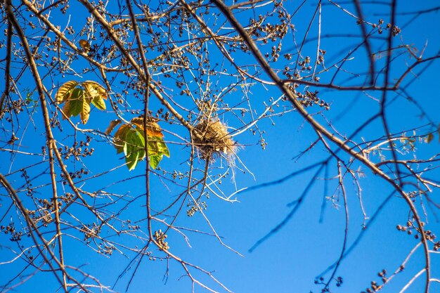 Photo low angle view of flower tree against blue sky