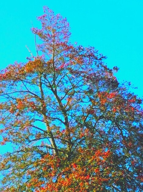 Low angle view of flower tree against blue sky