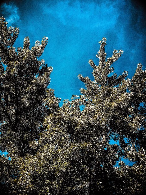 Low angle view of flower tree against blue sky