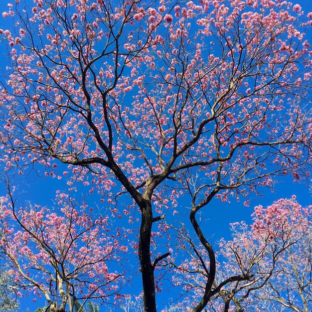 Low angle view of flower tree against blue sky