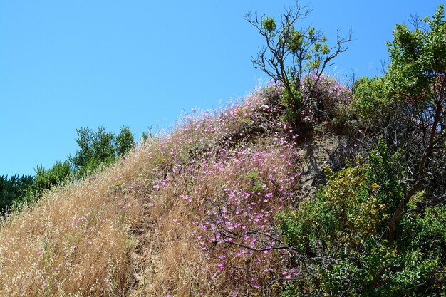 Low angle view of flower tree against clear sky