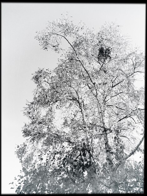 Low angle view of flower tree against clear sky