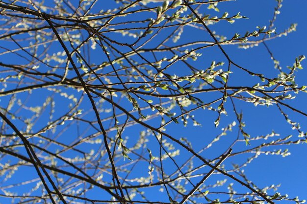 Low angle view of flower tree against sky