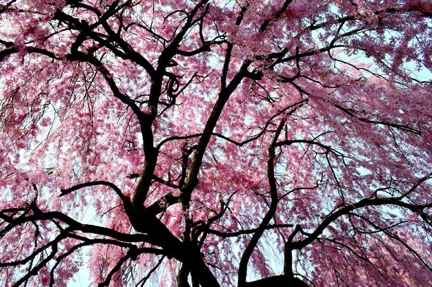 Foto vista a basso angolo di un albero da fiore contro il cielo