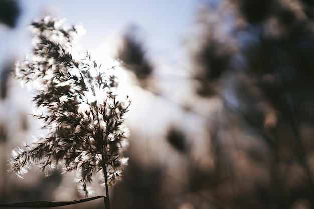 Low angle view of flower tree against sky