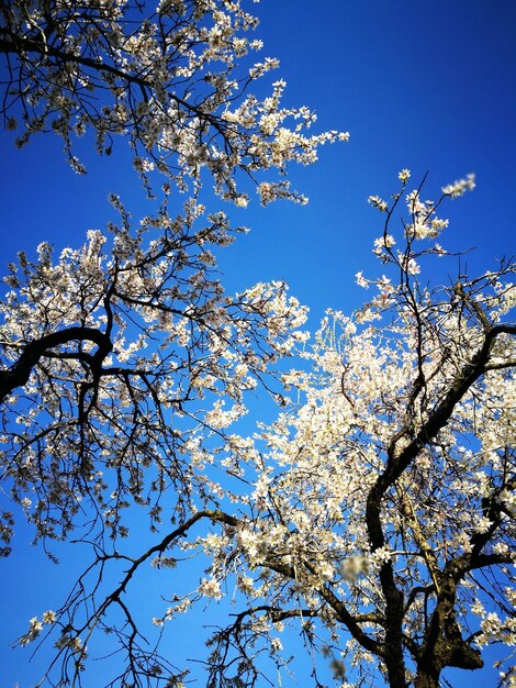 Low angle view of flower tree against sky