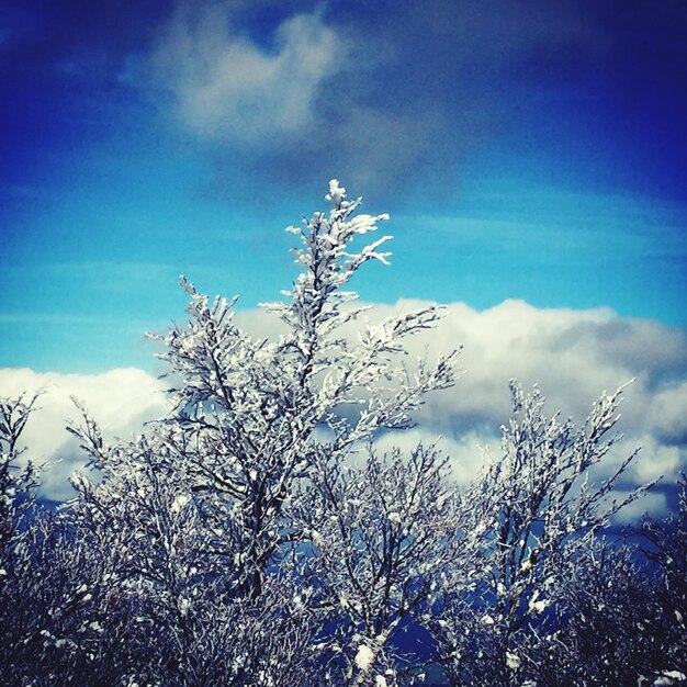 Low angle view of flower tree against sky