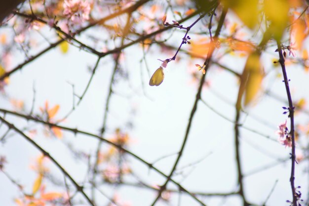 Low angle view of flower tree against sky