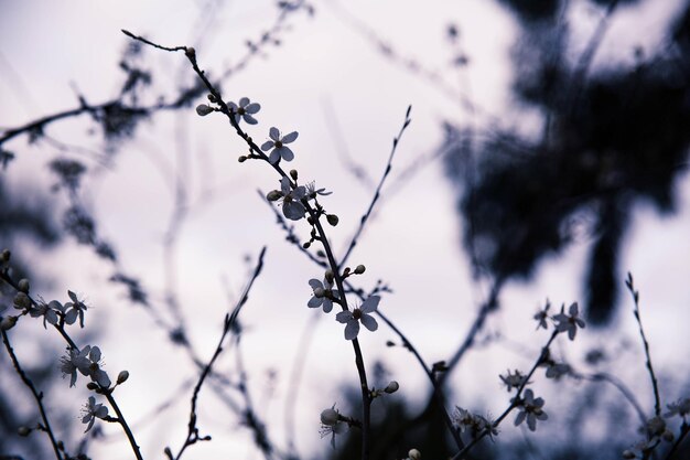 Low angle view of flower tree against sky