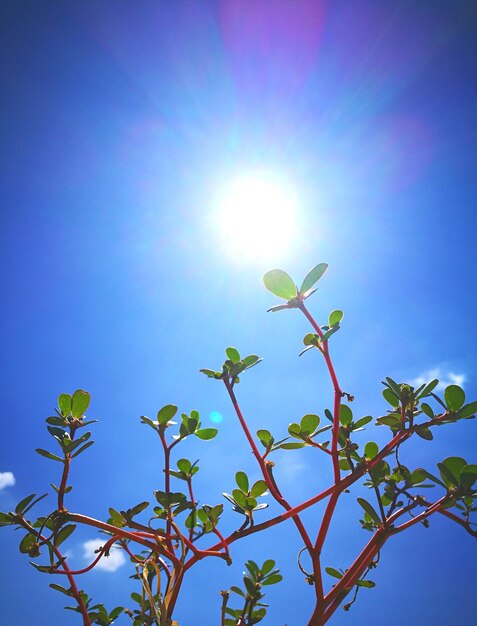 Low angle view of flower tree against sky