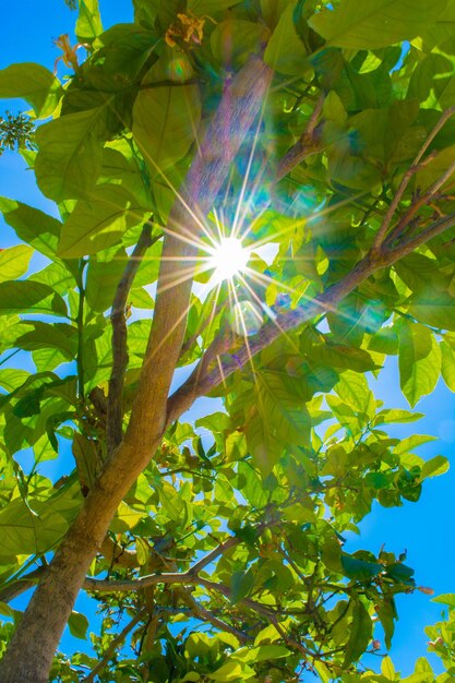 Photo low angle view of flower tree against sky