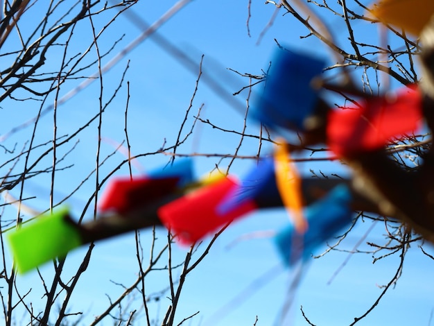 Foto vista a basso angolo di un albero da fiore contro il cielo