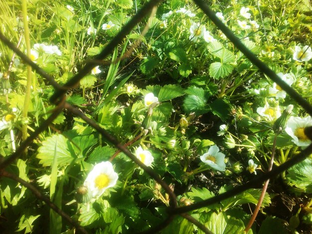 Low angle view of flower tree