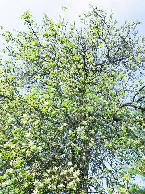 Low angle view of flower tree