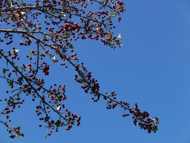 Low angle view of flower tree