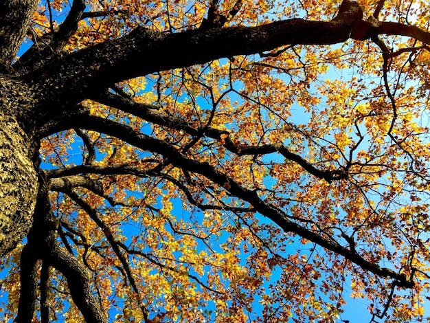 Low angle view of flower tree