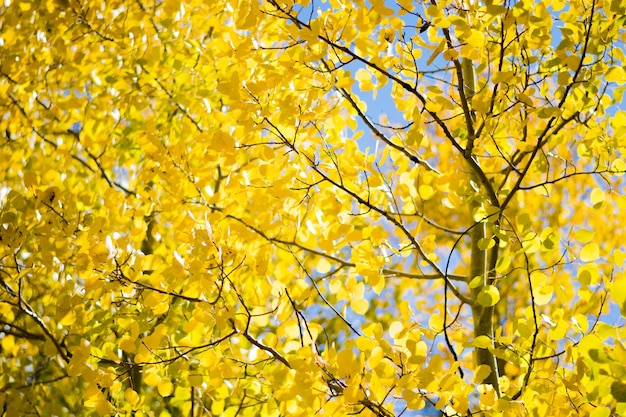 Photo low angle view of flower tree