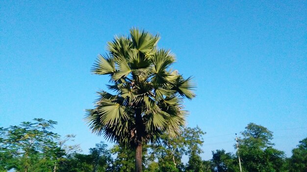 Low angle view of flower trees against blue sky