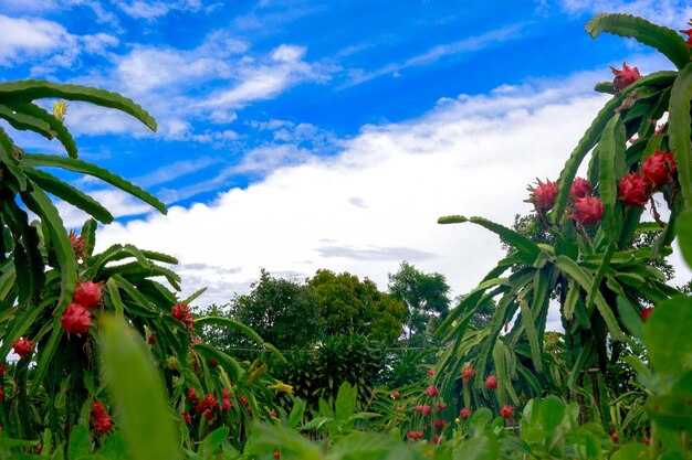 Low angle view of flower trees against sky