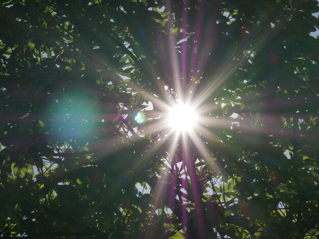 Foto vista a basso angolo degli alberi floreali contro il cielo