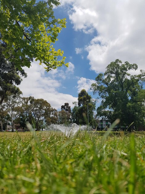 Low angle view of flower trees on field against sky