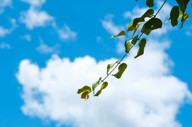 Low angle view of flowering plant against blue sky