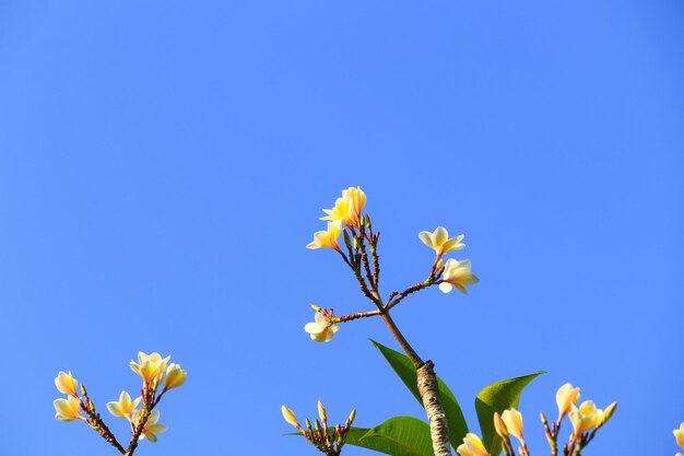 Low angle view of flowering plant against blue sky