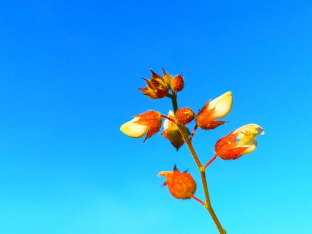 青い空を背景に花をかせる植物の低角度の景色