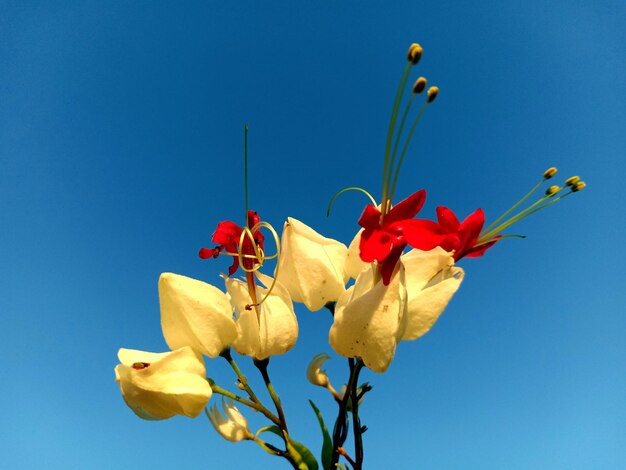 Low angle view of flowering plant against blue sky