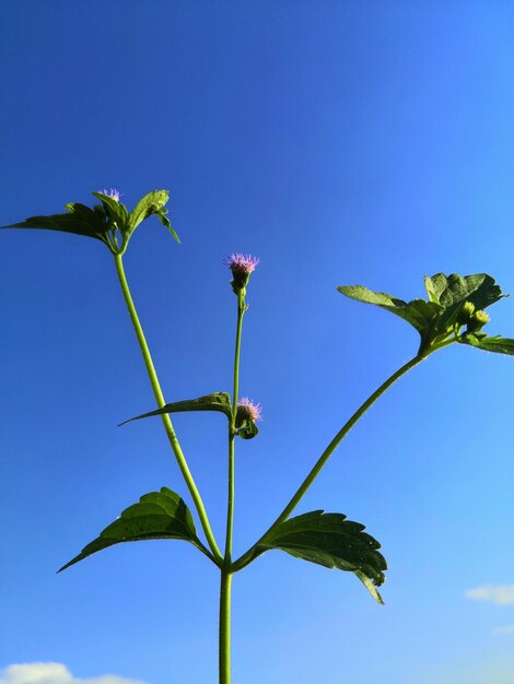 Low angle view of flowering plant against blue sky