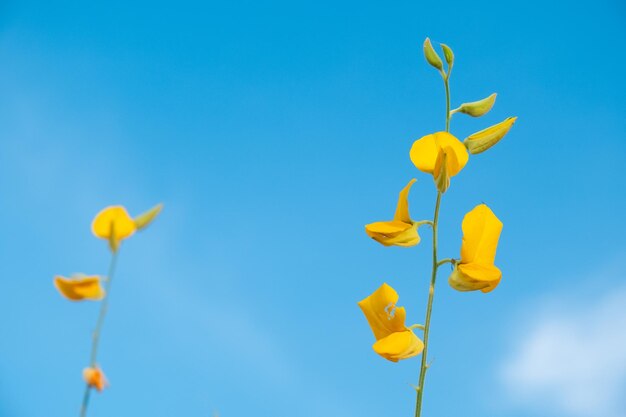 青い空を背景に花をかせる植物の低角度の景色