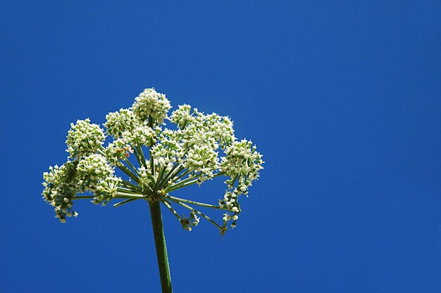 Low angle view of flowering plant against blue sky