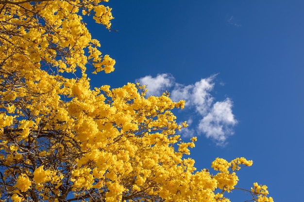 Low angle view of flowering plant against blue sky