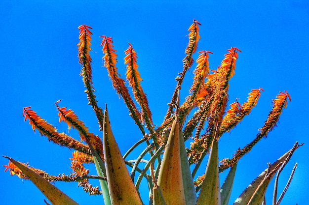 Low angle view of flowering plant against blue sky