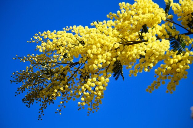 Low angle view of flowering plant against blue sky